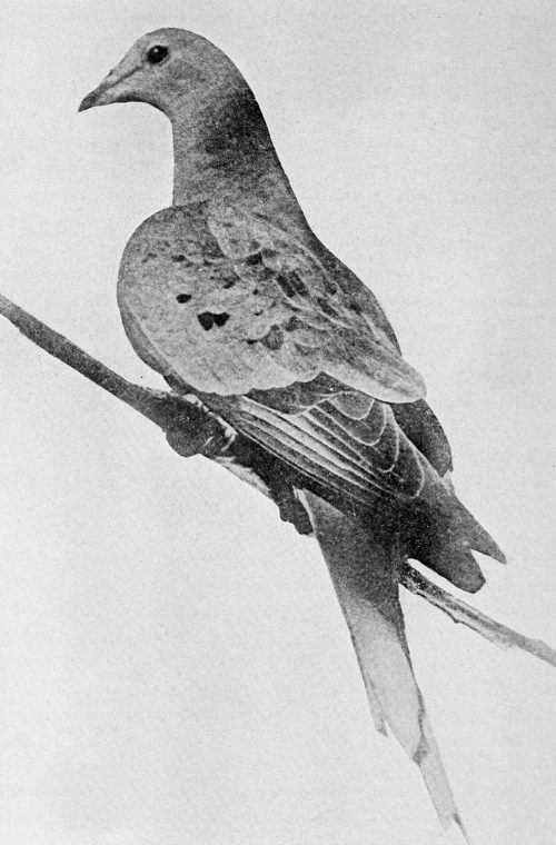 Martha_last_passenger_pigeon_1912